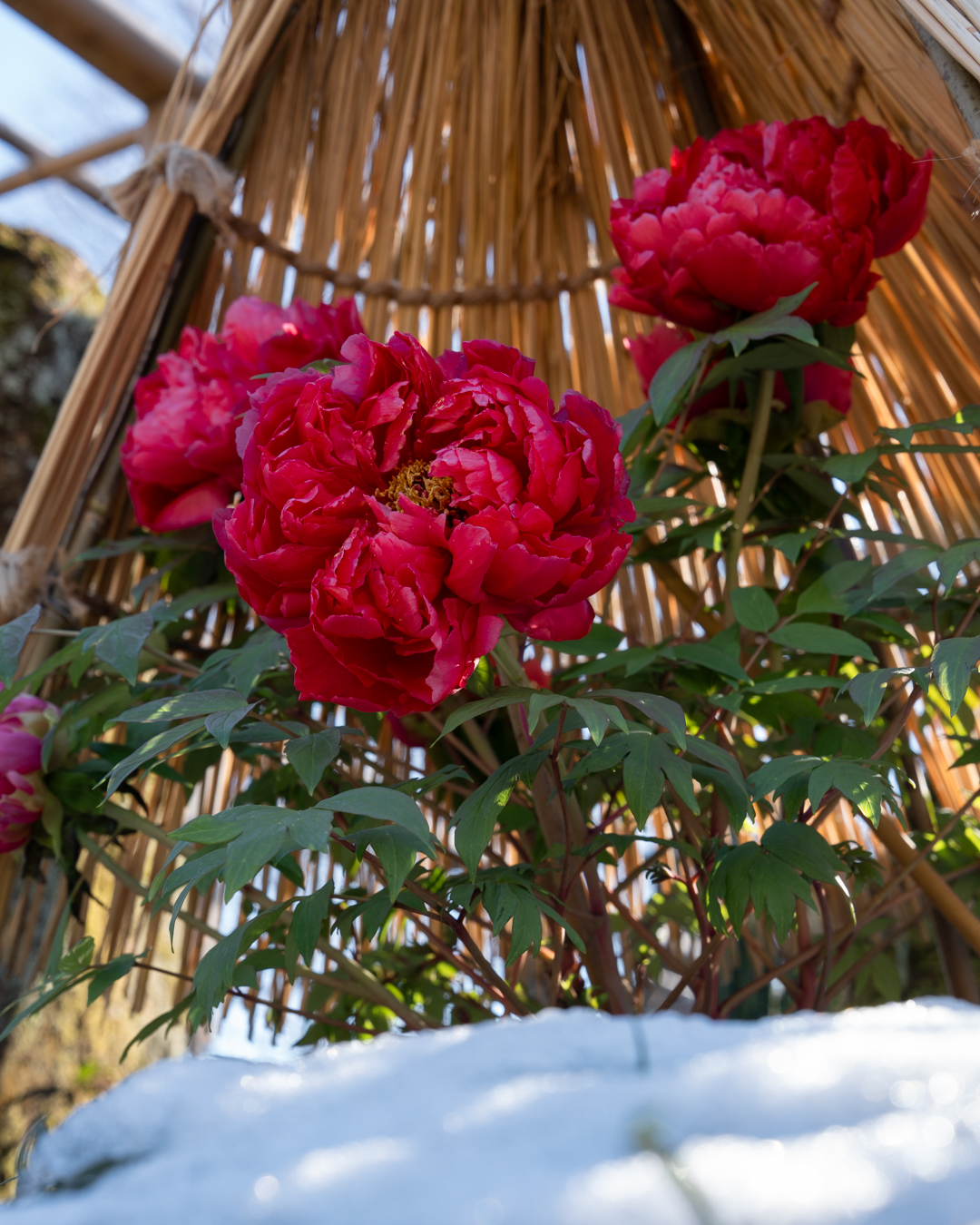 1月に花撮影を楽しめるスポットを見つけた話【カメラ旅レポ】